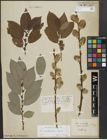 Foto von Salix appendiculata Vill. x Salix caprea L.